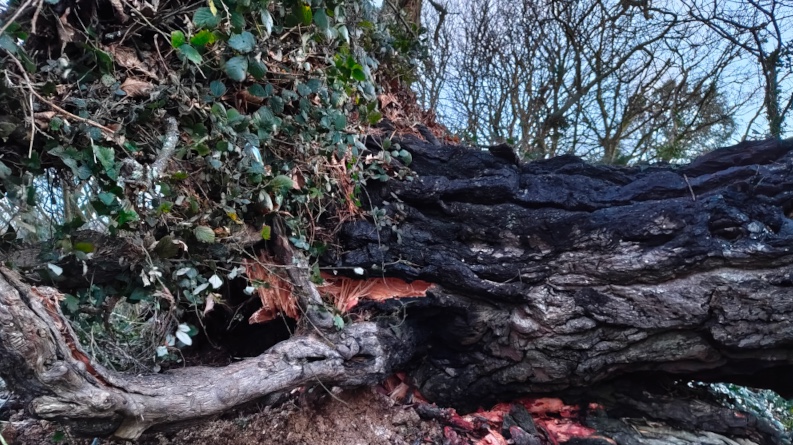 Fallen tree after Storm Goretti, Penwith