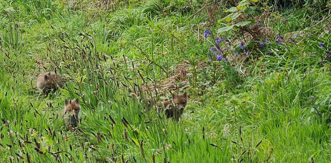 Fox cubs near their den on the edge of the field - vibrant green grass and wild flowers, full of life