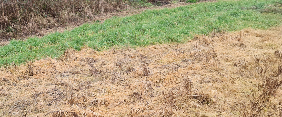 The line between sprayed and unsprayed grass